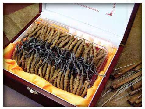 南朗镇冬虫夏草回收